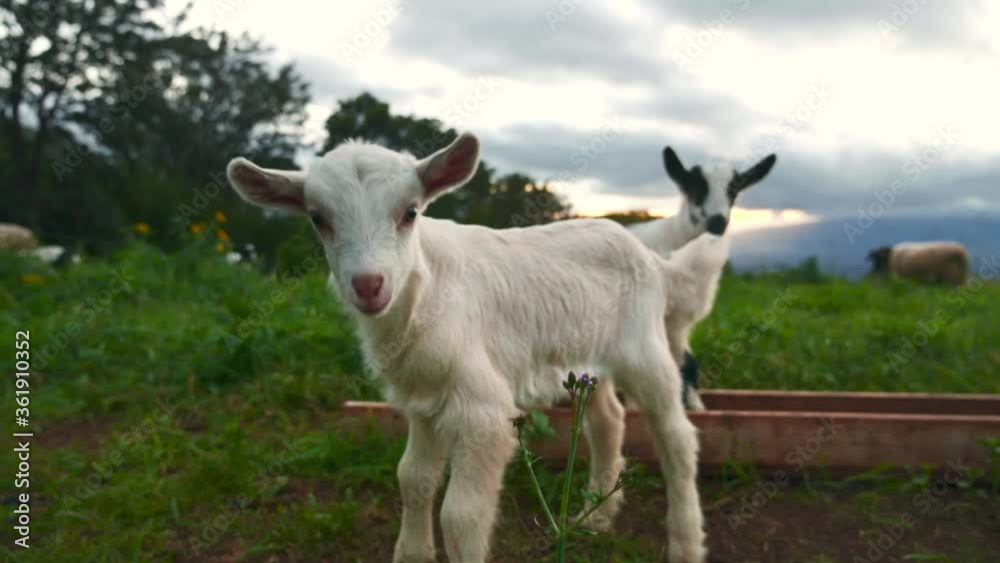 Portrait of cute tiny baby goat on green pasture in village countryside farm. Concept of livestock agriculture, farming ranch in America. Portrait of cute tiny baby goat on green pasture in village countryside farm. Concept of livestock agriculture, farming ranch in America.
