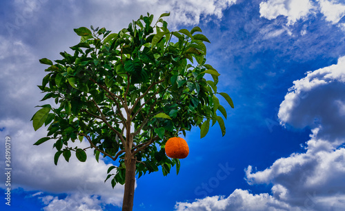 Orangenbaum mit Frucht photo