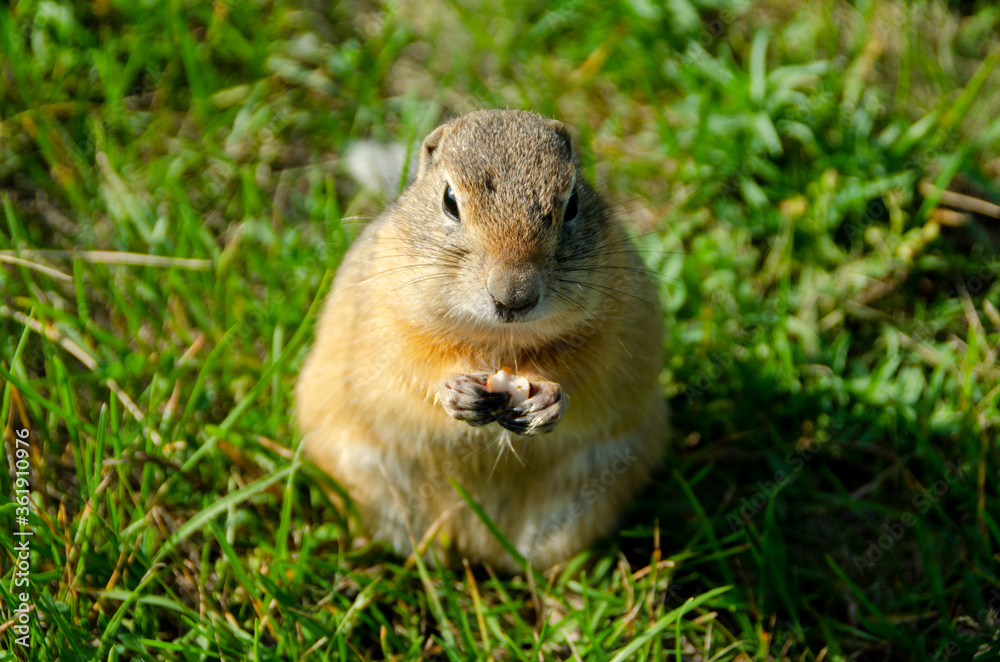 Gopher eats in nature. Gopher eats in nature.