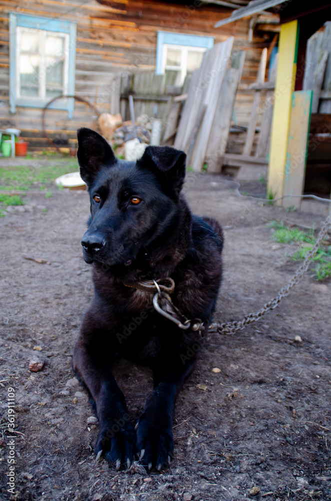 Black dog sitting on a chain