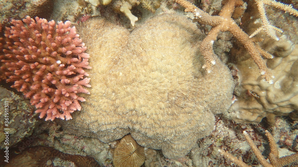 Fototapeta premium coral found at coral reef area at Tioman island, Malaysia