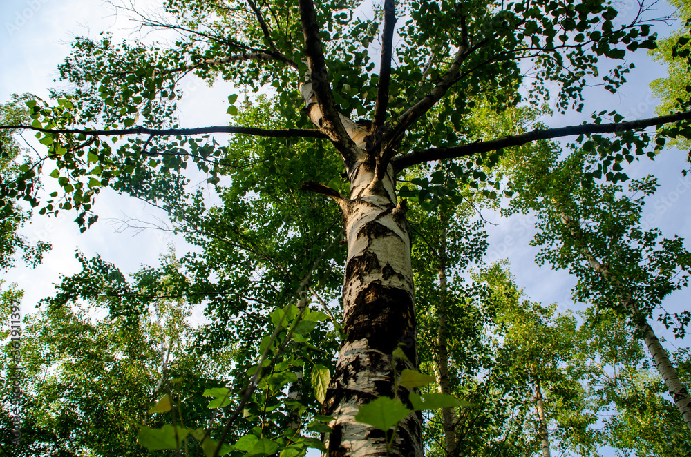 Fototapeta premium Beautiful birch sunny day