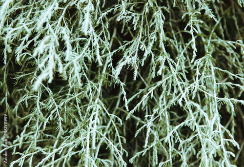 Abstract background from twigs of wormwood. Gray twigs with leaves.