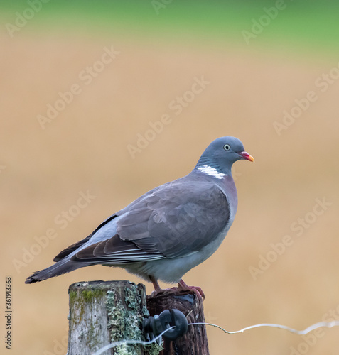 pigeon sitting on a fence post