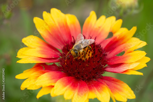 Collecting nectar and pollen by a bee. The insect s head is covered with pollen. Flower in the center. The background is blurry.