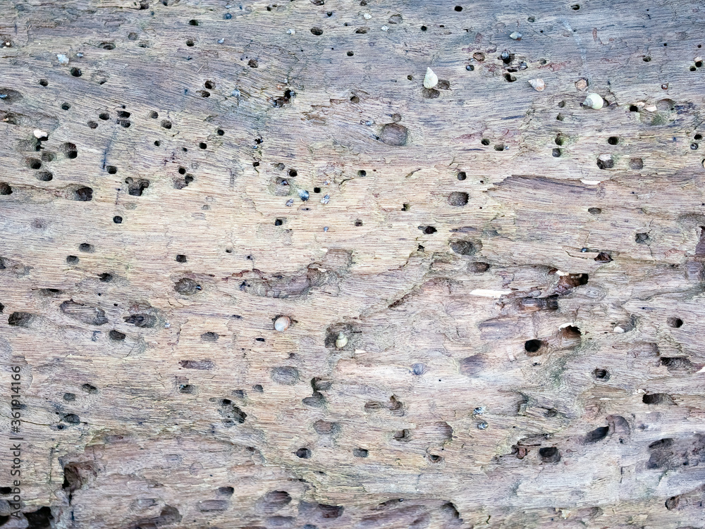 Fototapeta premium old wood surface is porous texture background with crack broken