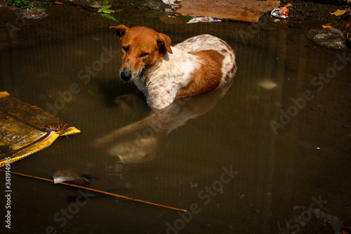 Poor street dogs chilling in clogged water during hot summers in India photo