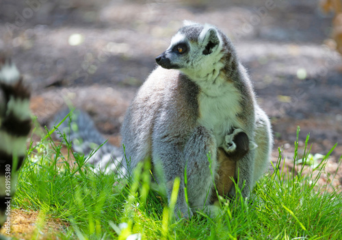 Ring-tailed lemur with a baby © michaklootwijk