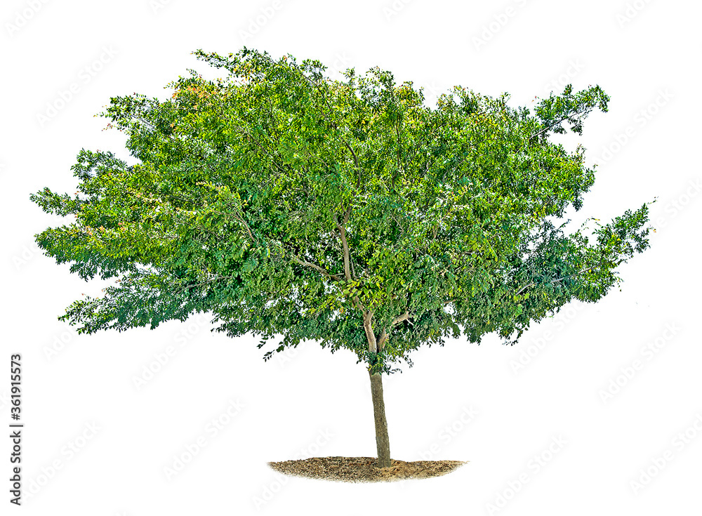 Tree isolated on white background Tree isolated on white background