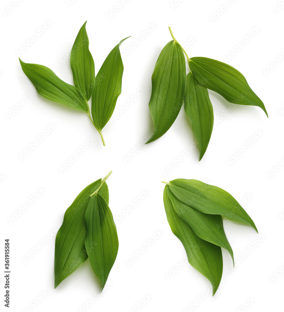 Fototapeta premium Green leaves isolated
