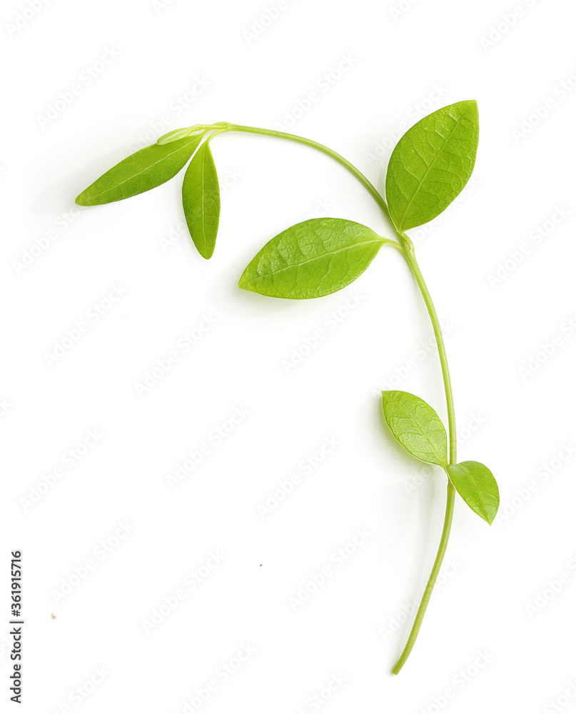 Fototapeta premium Green young stem with leaves isolated