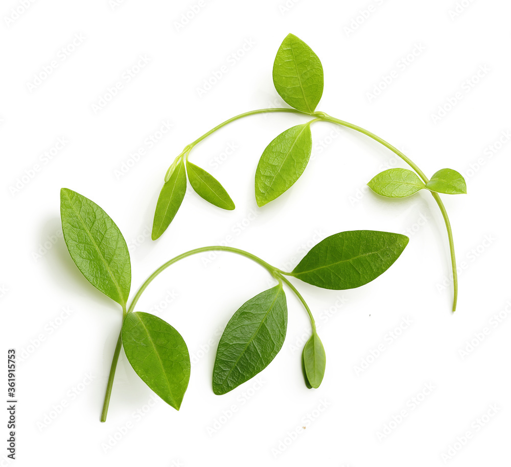 Green young stem with leaves isolated
