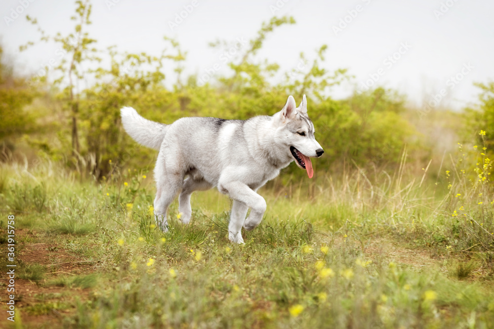 Obraz premium A hunting Siberian Husky is standing at a pasture. The dog has grey and white fur; his eyes are blue. There is a lot of grass, green plants, and yellow flowers around him; the sky is grey.