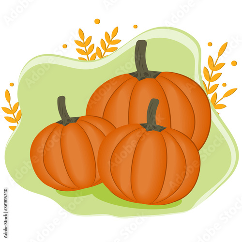 pumpkin vegetable  close-up isolated color on white background  vector illustration  diet  design  icon