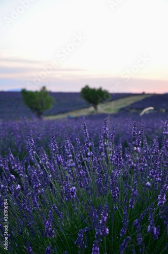 Lavender field in Provence  France  at sunset  trees in the background  romantic atmosphere 