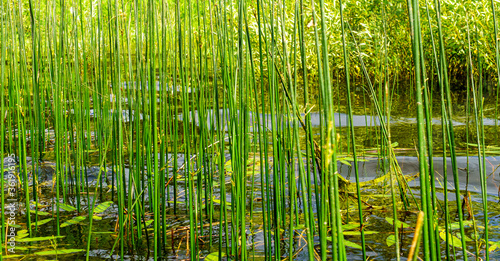 Thickets of green reeds in shallow water in the lake