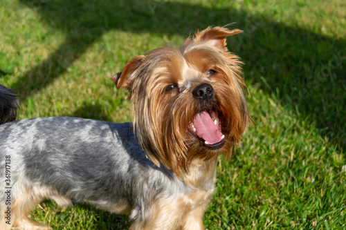 Yorkshire terrier walks on a sunny summer day on the green grass.