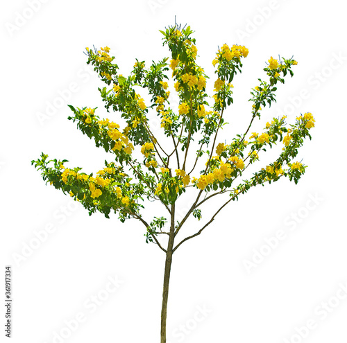 Tree with yellow flowers on white backgound