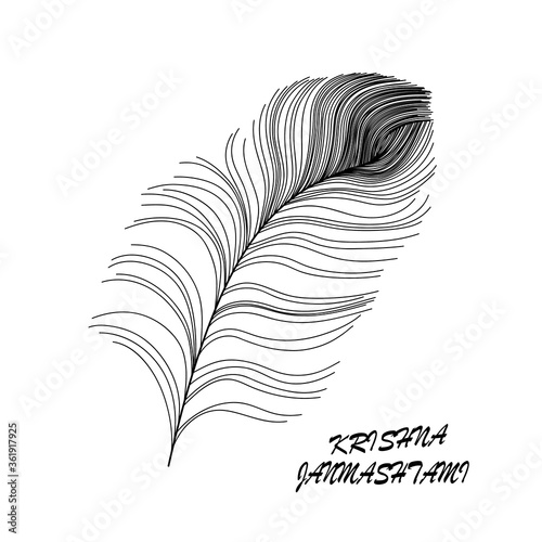 Peacock feathers on a white background.