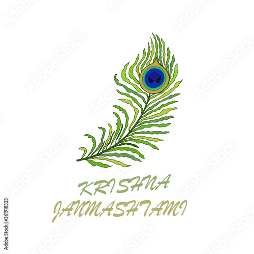 Peacock feathers on a white background.