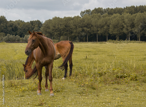 horses in field © Anya Photography