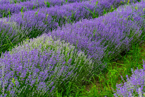 MOV LAVENDER FLOWERS ON THE GREEN PLAIN