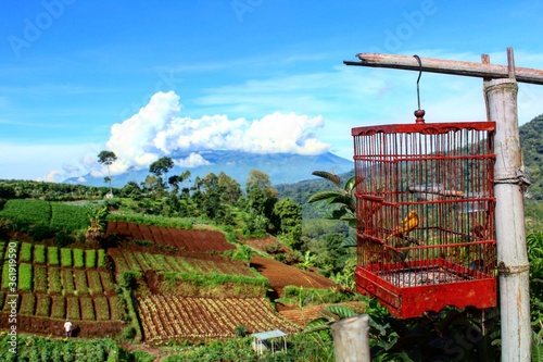 Rice Fields in Cangar East Java Indonesia photo