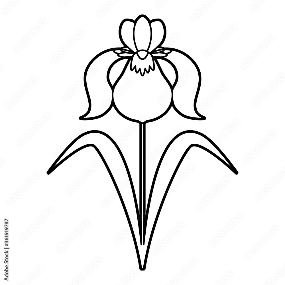あやめ_線画 あやめ_線画