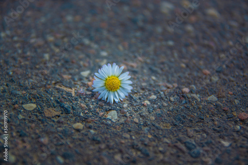 Camomile on the road © Александра Скавыш