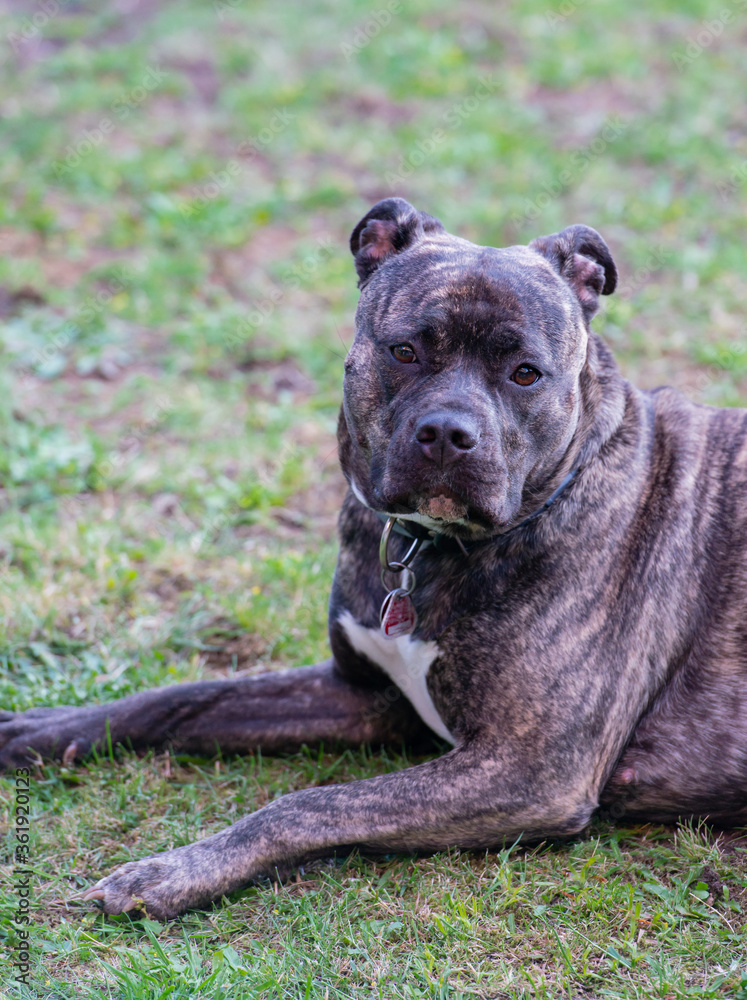 Staffordshire Bullterrier ist ein sehr beliebter Familienhund auch Babysitter Dog genannt 
