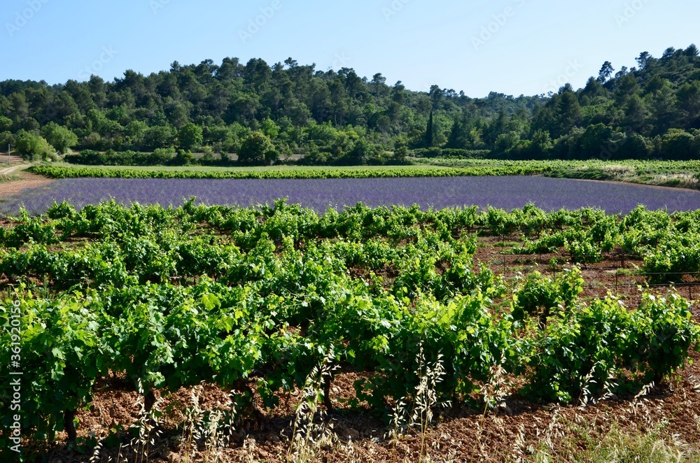 Lavender field and vineyard in Provence, France, forest in the background, a sunny day in summer