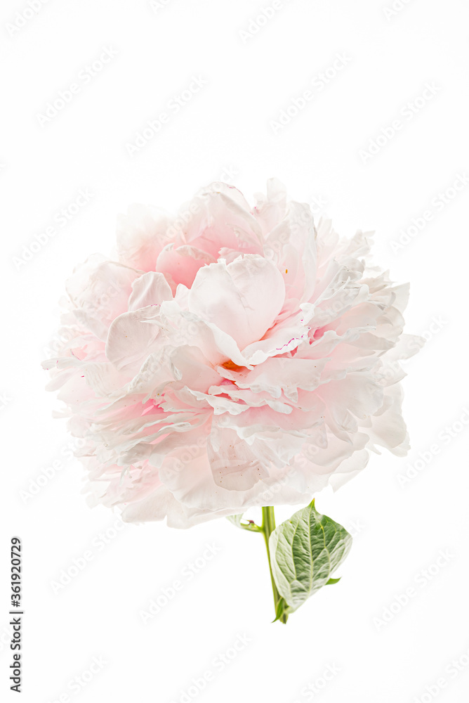nice flowers on the white nice flowers on the white