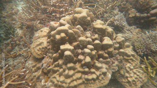 coral found at coral reef area at Tioman island  Malaysia
