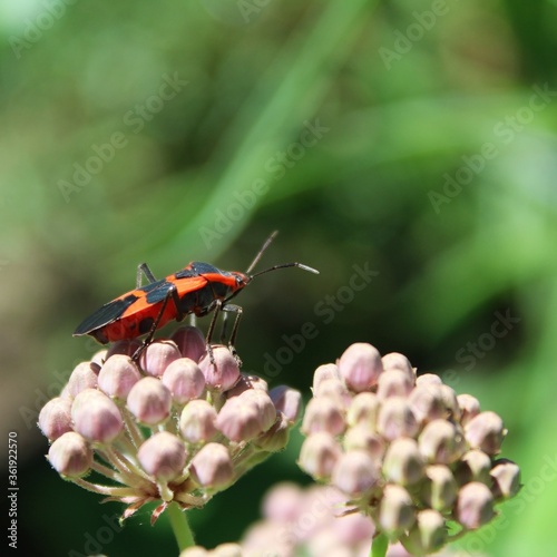 beetle on flower