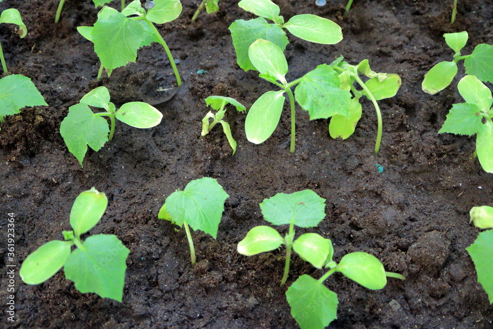 Young shoots of vegetables on the ground. Young shoots of vegetables on the ground.