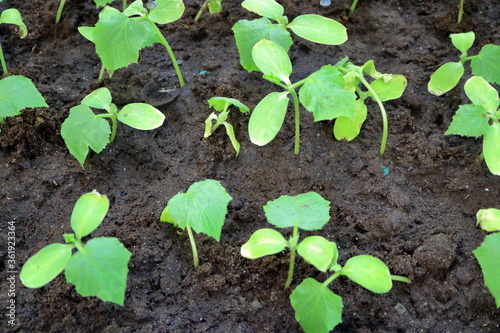 Young shoots of vegetables on the ground.