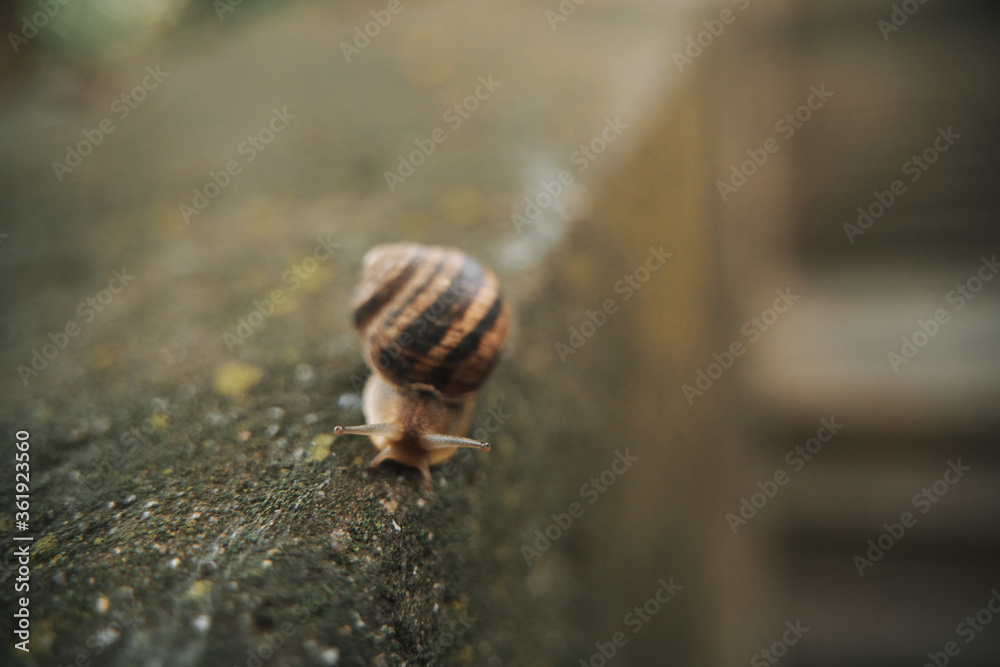 Close-up on edible snail, Roman snail, burgundy snail, escargot after rain on wet concrete Close-up on edible snail, Roman snail, burgundy snail, escargot after rain on wet concrete