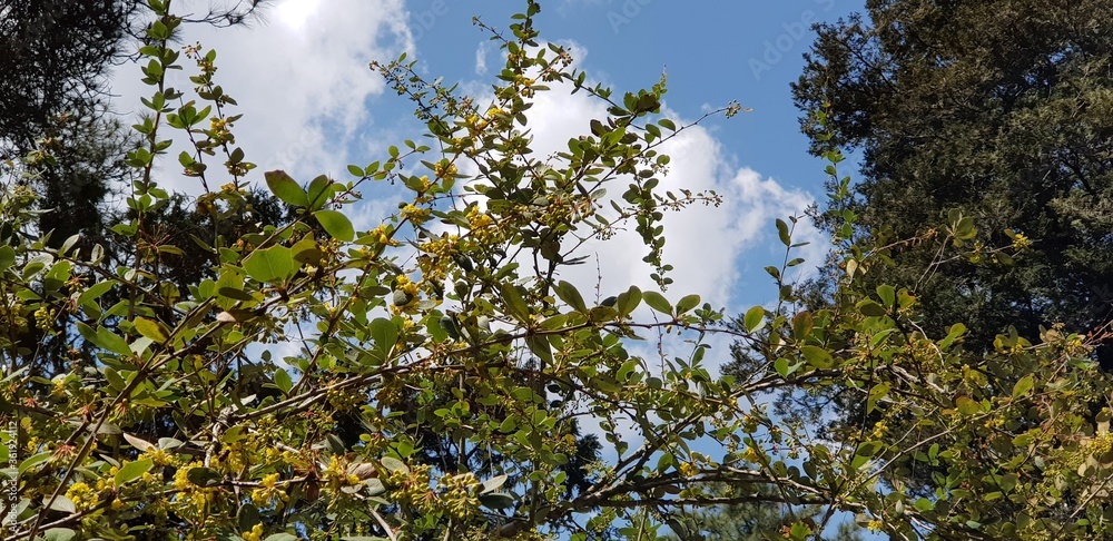 Obraz premium Green forest tree with white clouds and blue sky