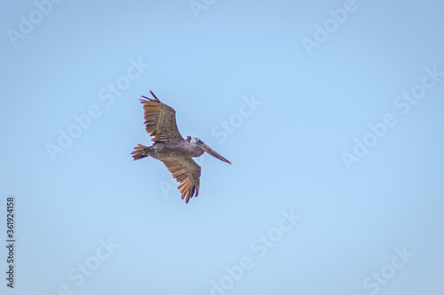 California Brown Pelican in Flight