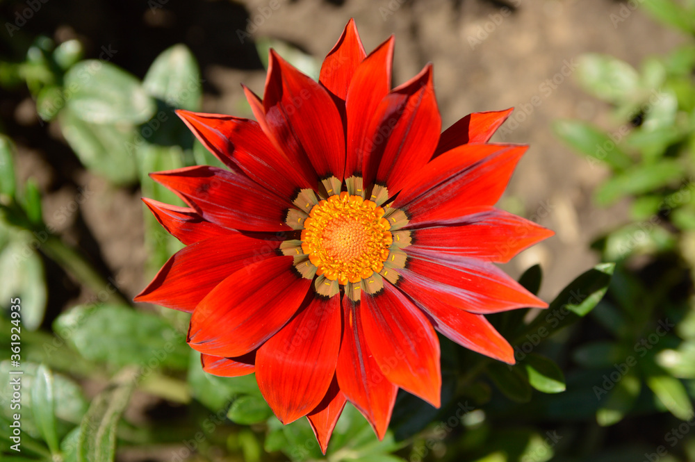 purple blooming treasure flowers (gazania) growing in the garden purple blooming treasure flowers (gazania) growing in the garden