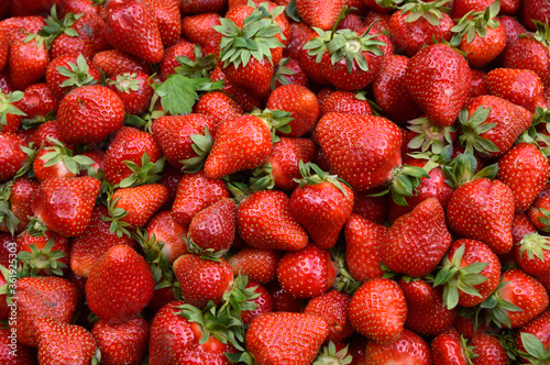 pile of ripe fresh strawberries