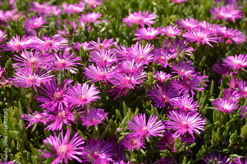 pink blooming ice plant in sunlight close up