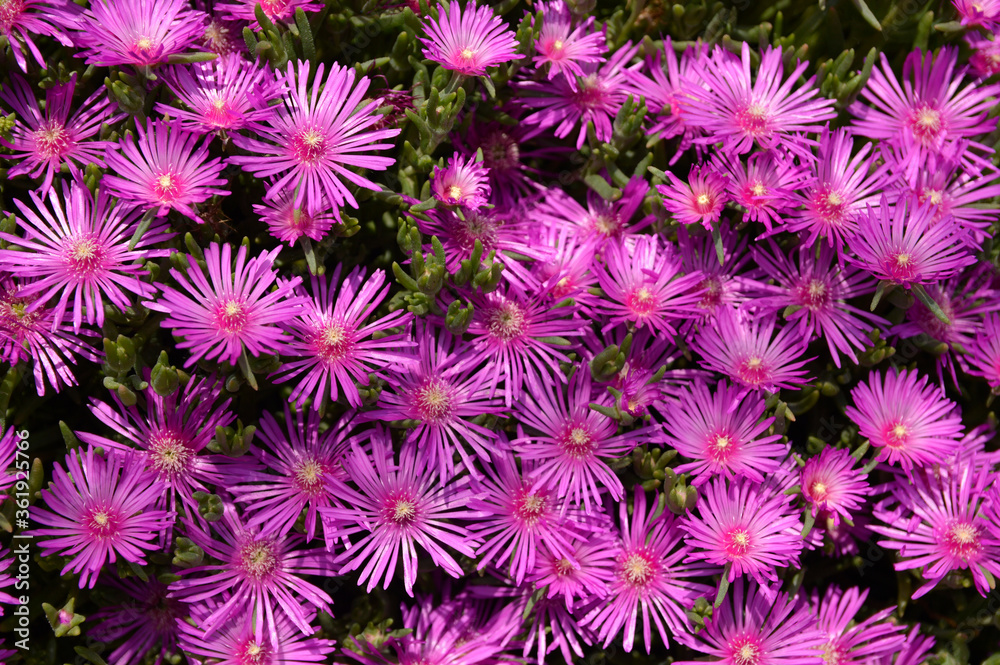 pink blooming ice plant in sunlight close up pink blooming ice plant in sunlight close up