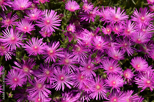 pink blooming ice plant in sunlight close up