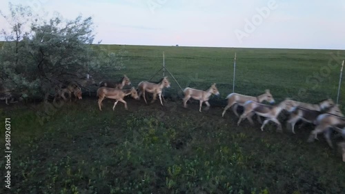 Aerial view on the herd of kulans ran along the fence. Rewilding Europe in Ukraine released herd of Asiatic wild ass (Equus hemionus kulan) for acclimatization in quarantine zone of Tarutino stepe photo