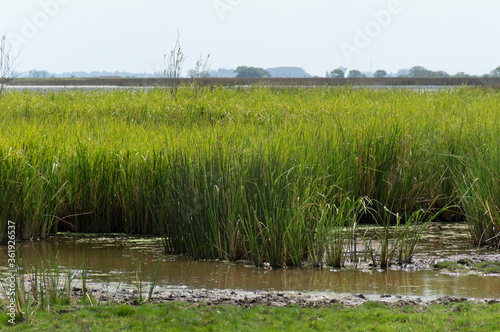 Obraz na płótnie View of grass and lagoon in a field w salonie