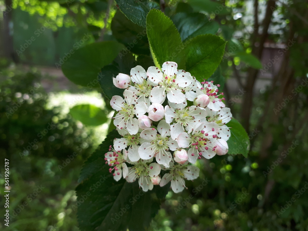 branch of a blooming Apple tree. High quality photo