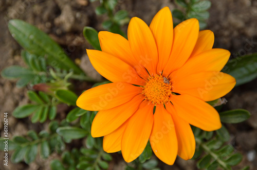 orange blooming treasure flowers  gazania  growing in the garden