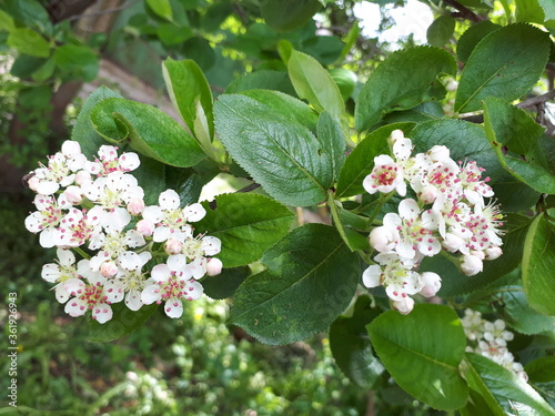 branch of a blooming Apple tree. High quality photo