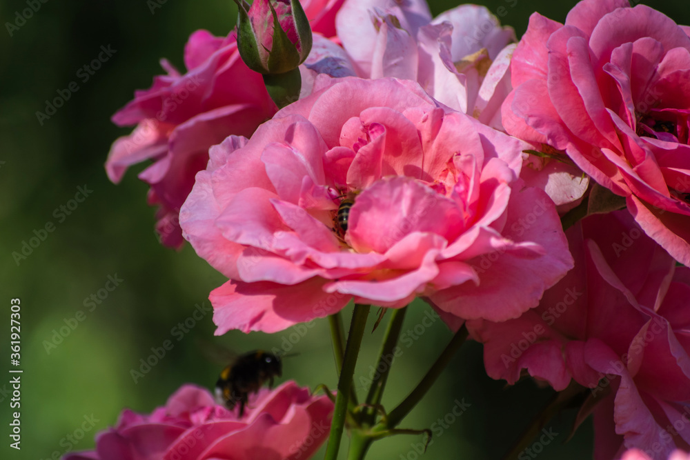 A bee and a bumblebee collect pollen from blooming pink roses.